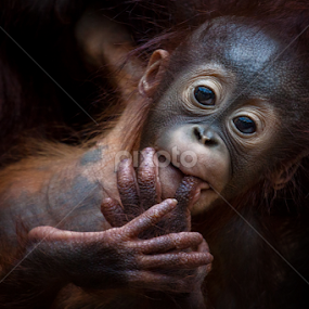 Safety by Michael Milfeit - Animals Other Mammals