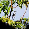 Pied Triller (Local name: Ibon-pare)