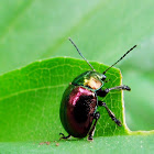 Eumolpine Leaf beetle