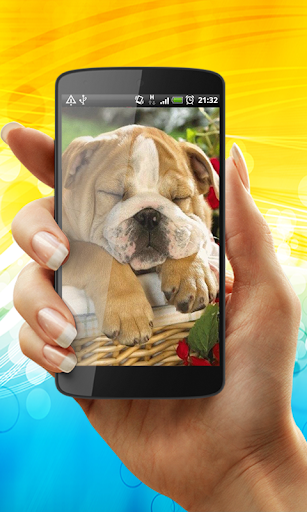 English Bulldog Live Wallpaper