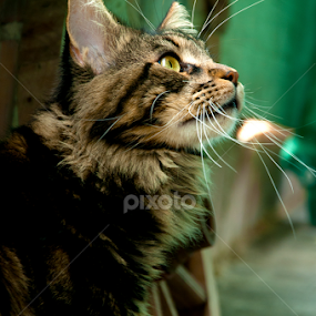by Luana Racan - Animals - Cats Portraits