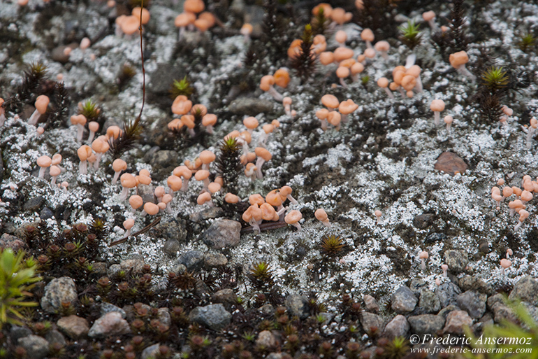 Pink Earth lichen