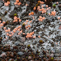Pink Earth lichen