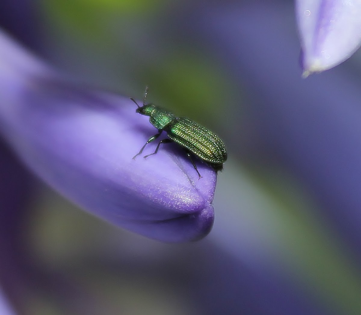 Metallic groove-winged flower beetle