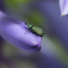 Metallic groove-winged flower beetle