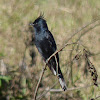 Crested Black-Tyrant