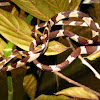 Common Blunt-Headed Tree Snake