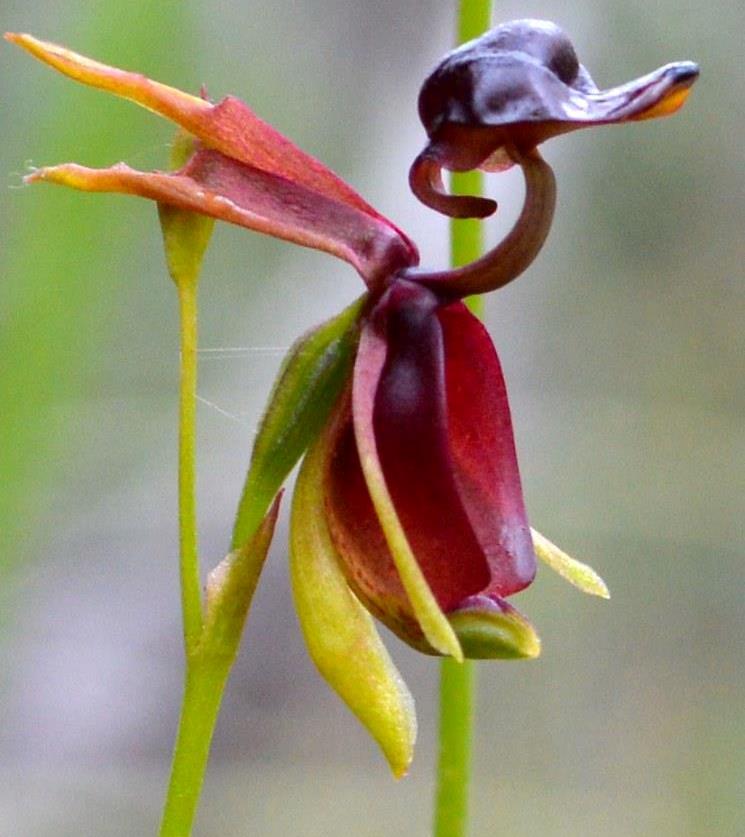 Large Duck-orchid