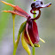 Large Duck-orchid