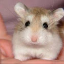 hamster