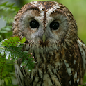 Owl HD Live Wallpaper logo