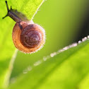 Snail