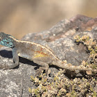 Ground Agama (Male)