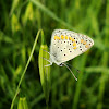 Common Blue Butterfly / Obični plavac ♀