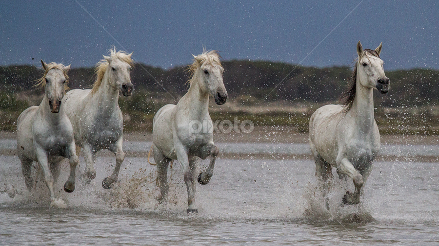 Speed up in the storm by Federico Lenzi - Animals Horses