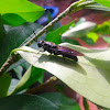 Black Soldier Fly