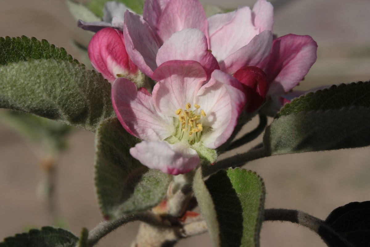 apple blossom tree