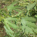 Giant Ragweed