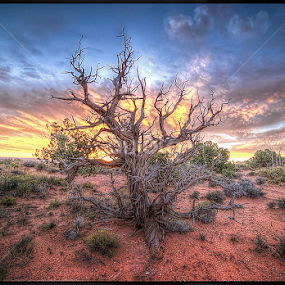 Fire Tree by Bruce Martin - Landscapes Sunsets & Sunrises