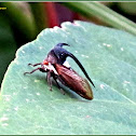 Thorn-mimic or Horned Treehopper