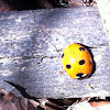 Seven-spot lady bug