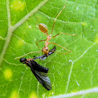 weaver ant and fly (prey)