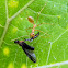 weaver ant and fly (prey)