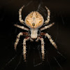 Hairy field spider