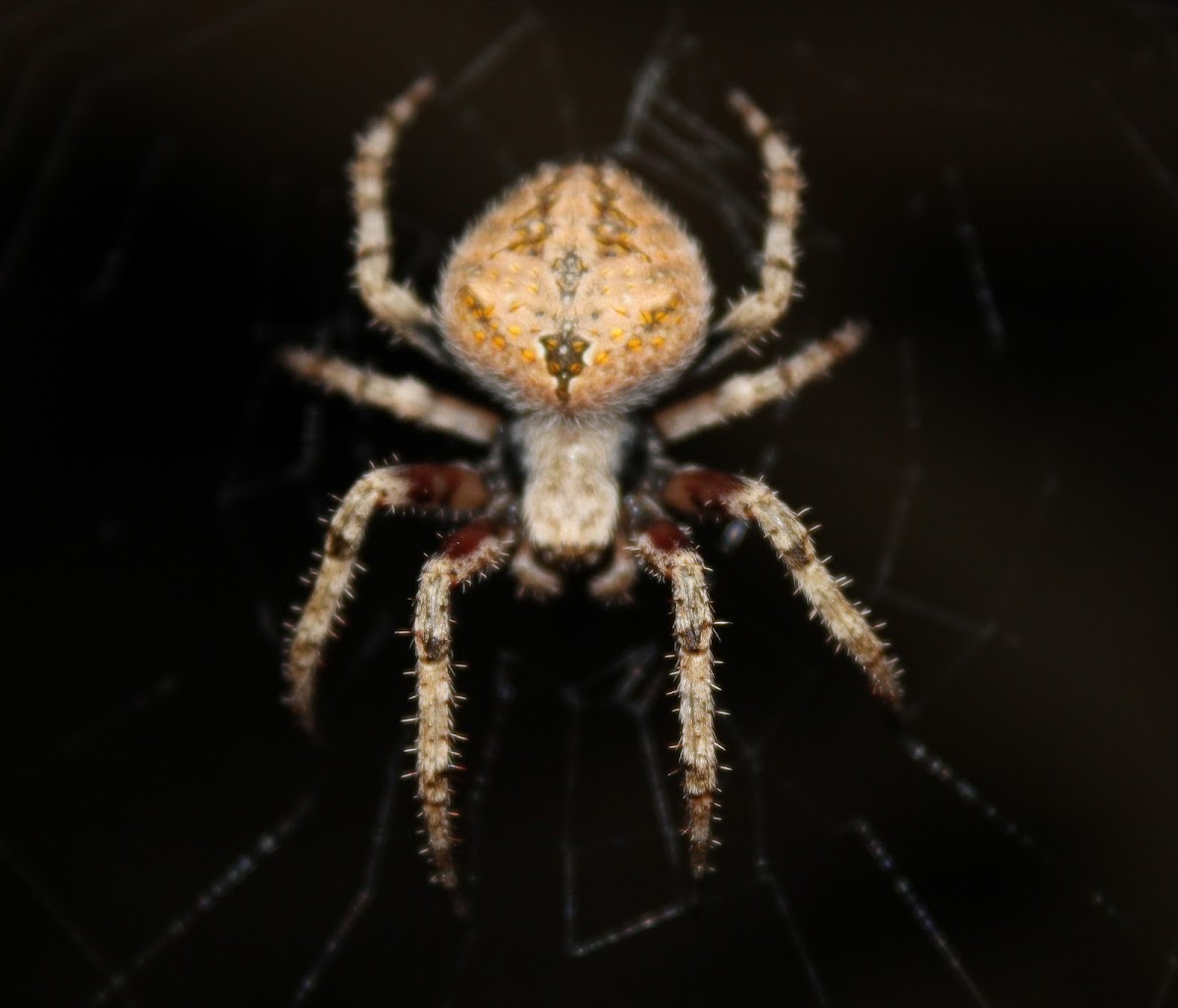 Hairy field spider Project Noah