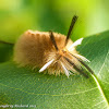 Banded tussock moth caterpillar - 1