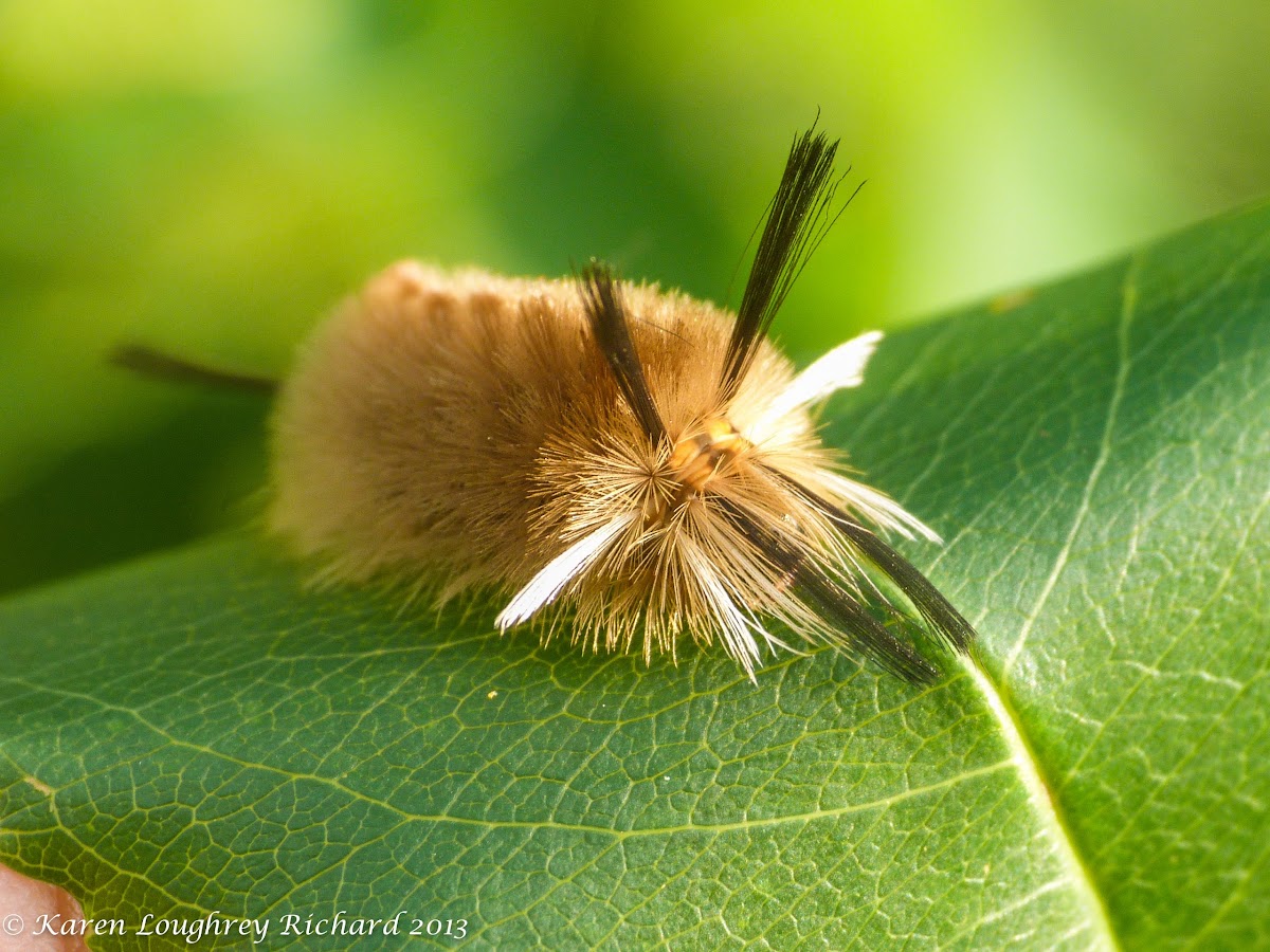 Banded tussock moth caterpillar - 1