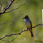 Brown-crested Flycatcher