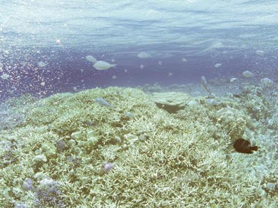 綺麗 壁紙 海 232448-海 綺麗 壁紙 スマホ