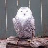 Snowy Owl (young)