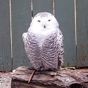 Snowy Owl (young)