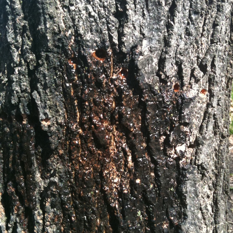 Yellow-bellied Sapsucker made these holes, which are leaking sap