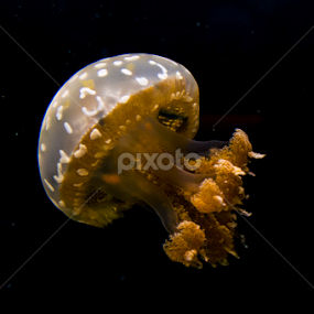 Jellyfish #2 by Christopher Fenning - Animals Sea Creatures