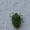 Green stink bug???