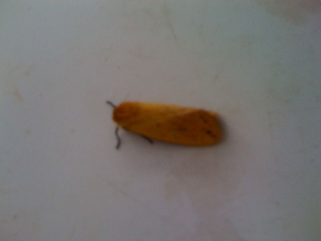 Yellow Moth