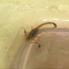 Striped bark scorpion