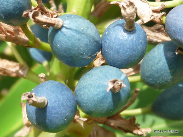 Blue Ginger Seed Native Australian Ginger Project Noah