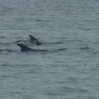 Common Bottlenose Dolphin