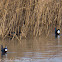 Purple Gallinule; Calamón