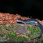 Red-legged Salamander