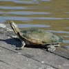 Short Necked Turtle
