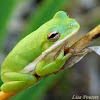 Green Treefrog