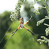 Banded garden spider (female)