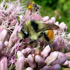 Orange-belted Bumblebee