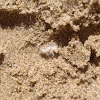 Sand flea