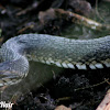 Florida Green Water Snake